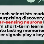French Study Shows Sugar Plays Key Role in Memory Consolidation